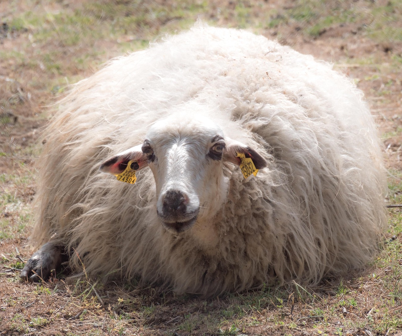 De beste 5 kernthermometers voor vlees